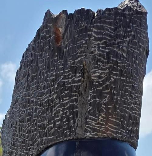 The chiselled crown, cut in short parallel strokes